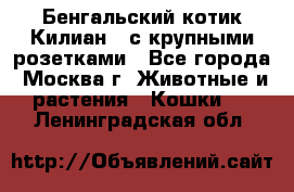 Бенгальский котик Килиан , с крупными розетками - Все города, Москва г. Животные и растения » Кошки   . Ленинградская обл.